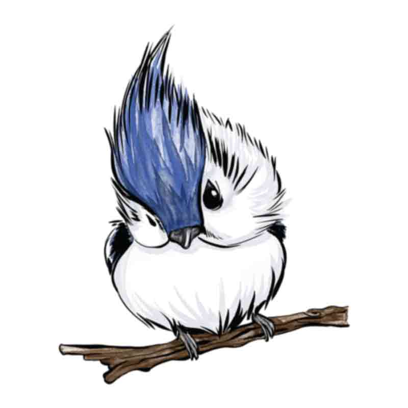 Picture of a Blue Jay