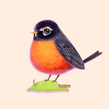 Picture of a American Robin